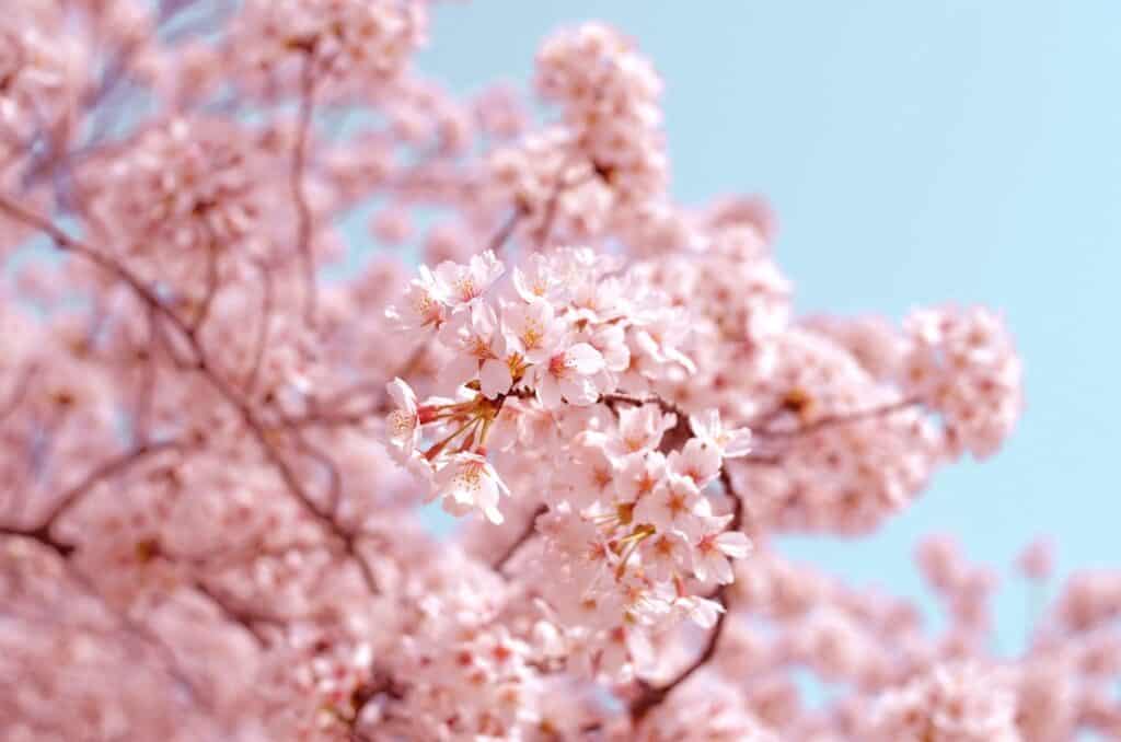 pink flowers on tree during day time, Tokyo cherry blossoms